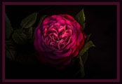 Plants: image 1 0f 7 thumb